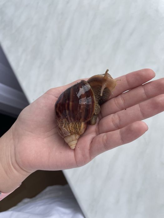 Улитка альбинос ахатин