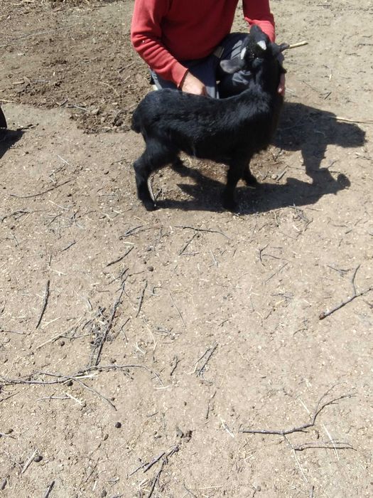 oi de camerun si capre  metis anglo-nubiene