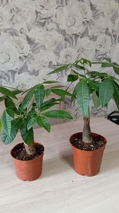 Продам комнатные цветы