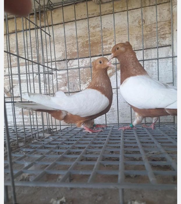 Porumbei bronzați
