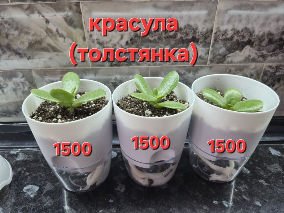 Домашние цветы и отростки