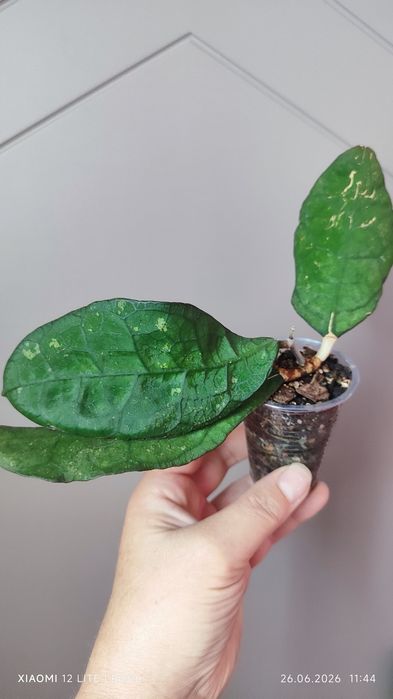 Hoya sp. Lata Iskandar A
