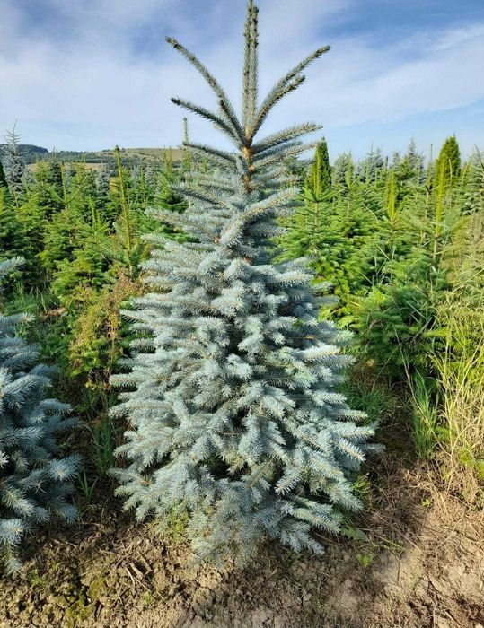 Brad Normandian Natural – Transport Gratuit, Livrare Rapidă