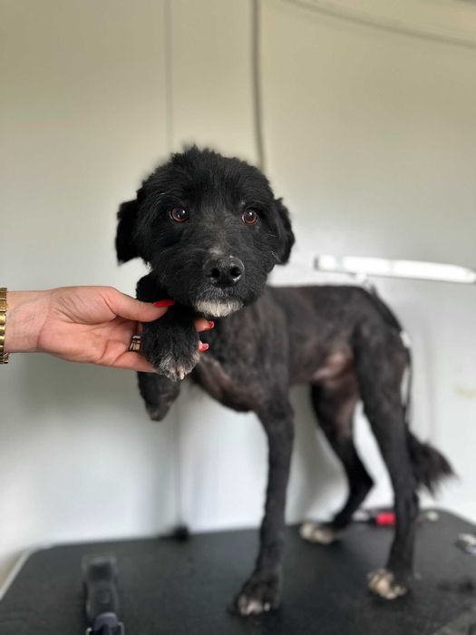 Jerry. un catelus jucaus de 4-5 ani - pentru adoptie responsabila