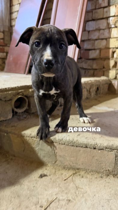 Продаются щенки АМСТАФ