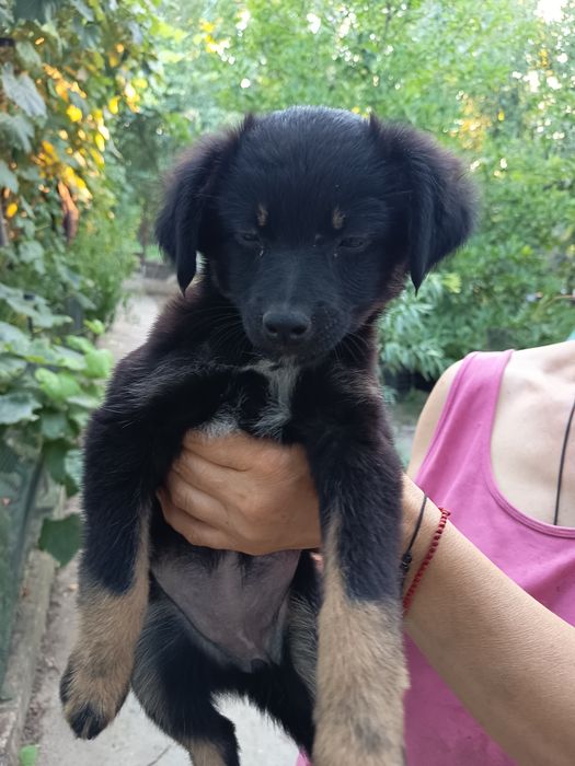 Cățeluse  gratis adopție