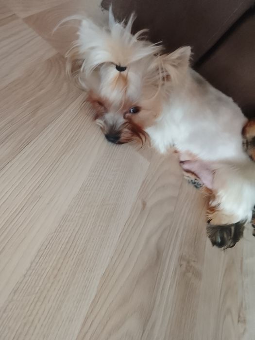 Мини йоркита, момче и момиче!