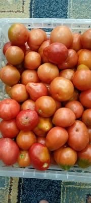 Продам помидоры дачные