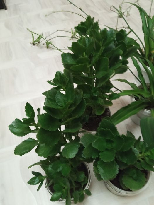 Продаю комнатные цветы