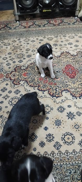 Отдам Щенки даром