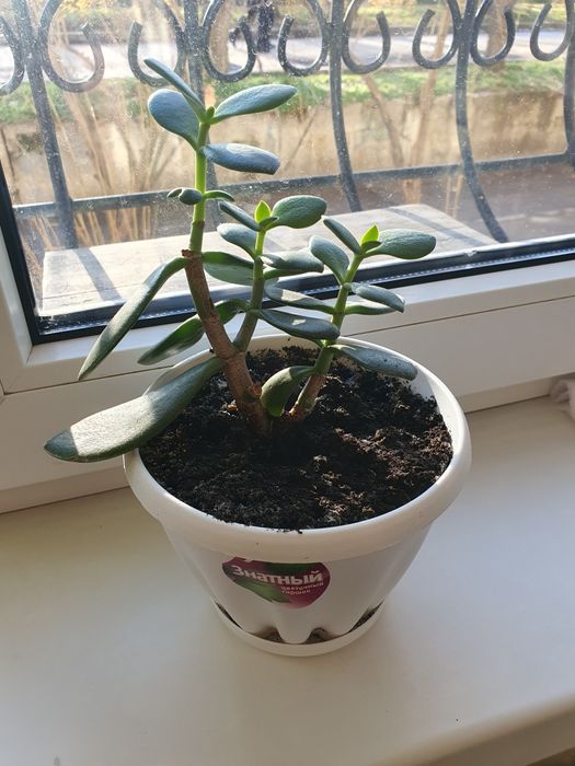 Продам цветы недорого