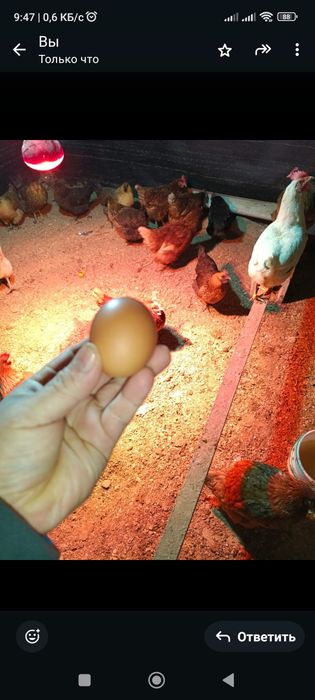 Куры домашние,ломан Браун