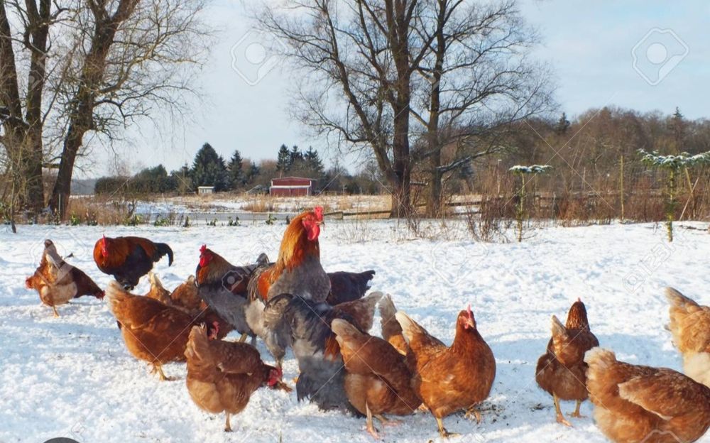Продам домашних курей