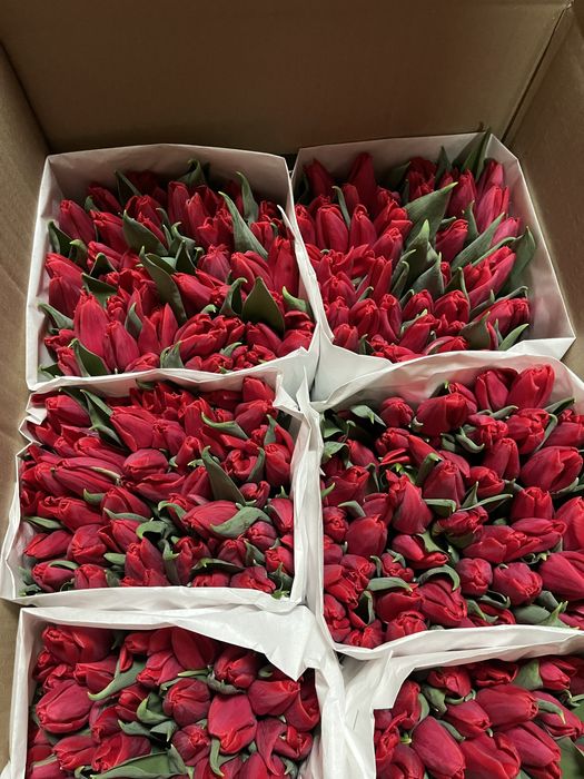 Тюльпаны оптом и в розницу