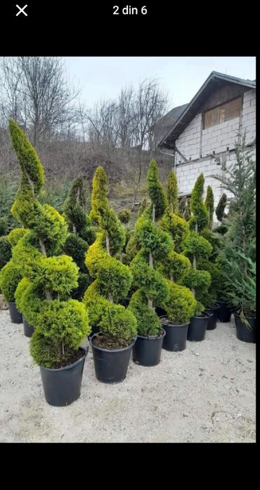 Vând mesteacăn alb și copaci ornamentali