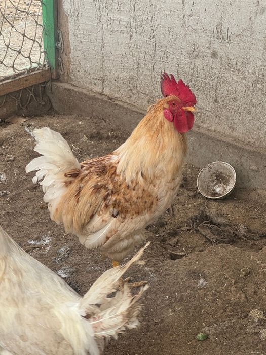 Продается молодые петухи