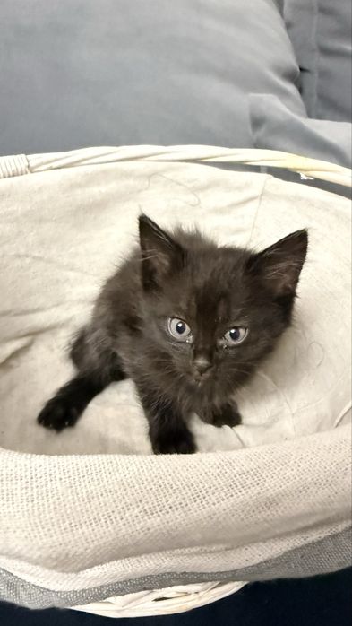 Отдам котят веселые ласковые