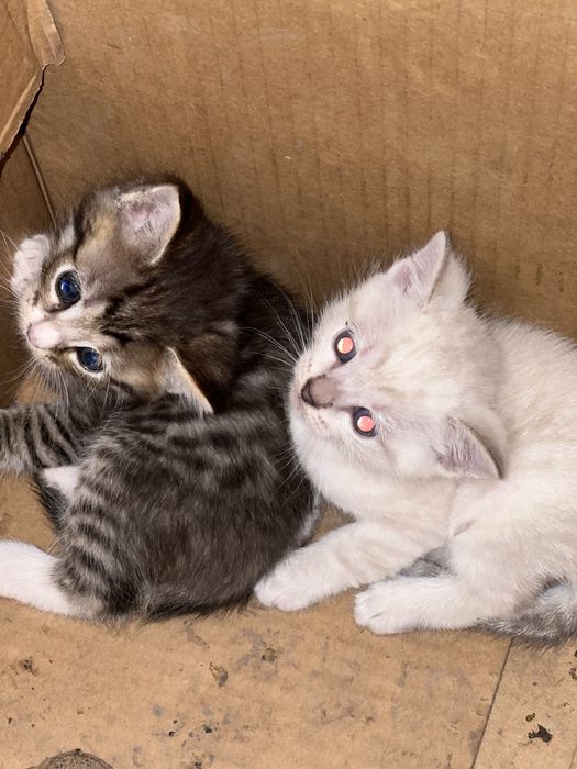 Отдам котят в добрые руки