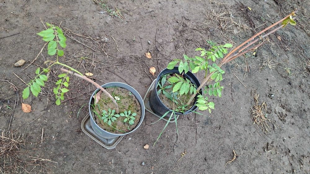 glicina mov pe tulpina inalta, anul 3