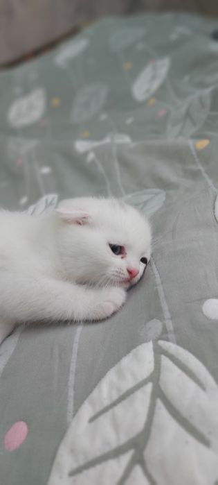 Кошка Веслоухая мама ребёнок