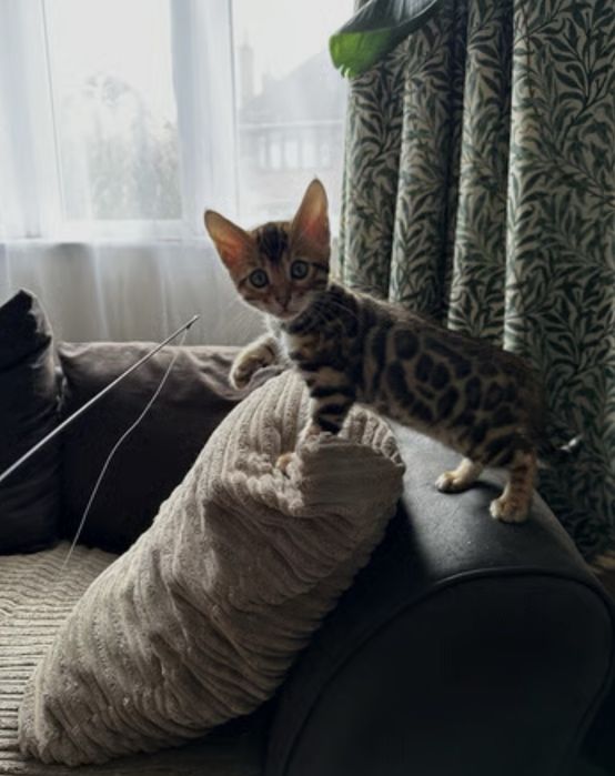 Бенгалски котета