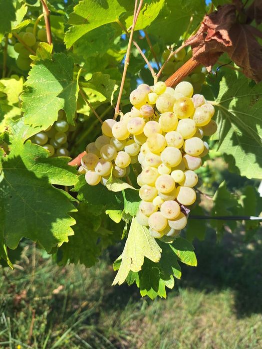 Struguri de vin direct de la producator
