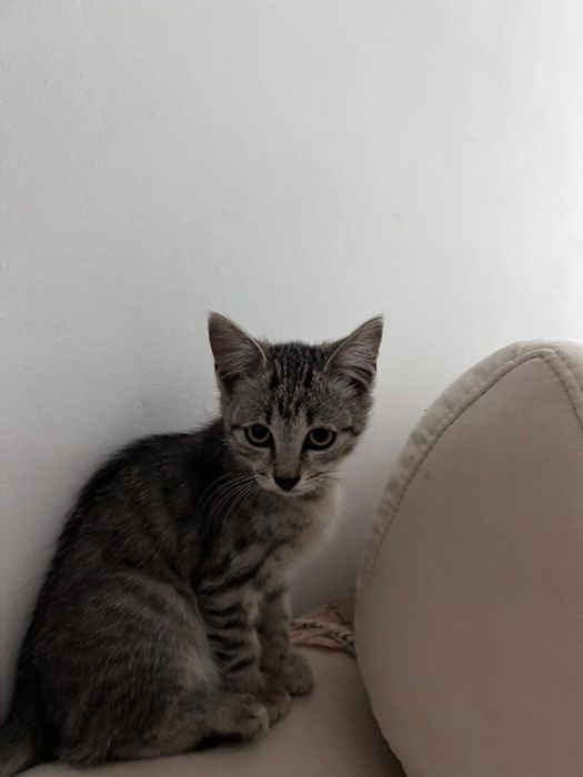 Котенок,мальчик 3 мес.
