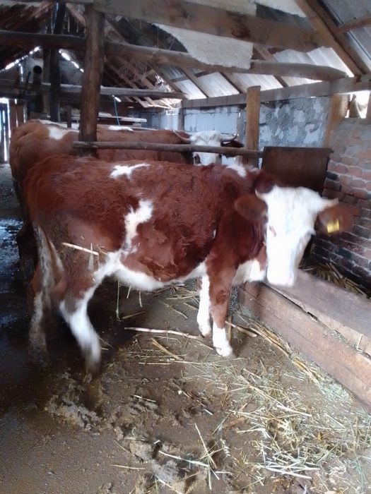 Vaci bălțate românești