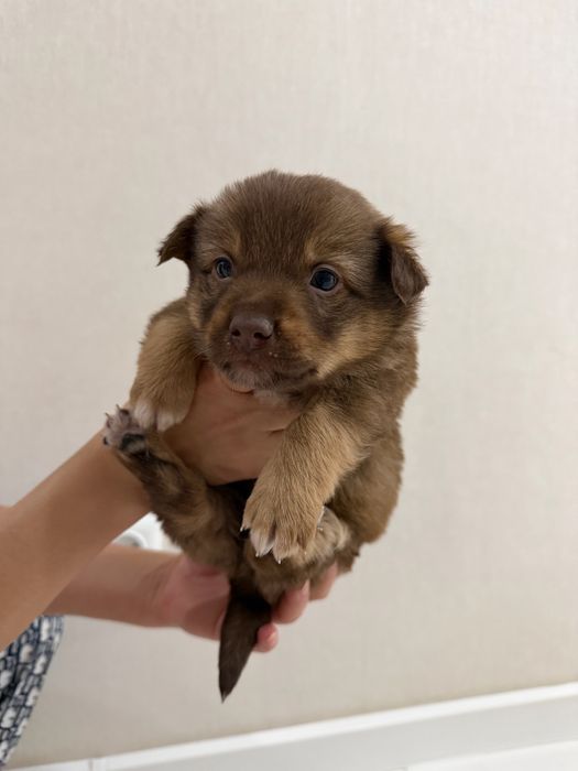 Отдам щенят в хорошие руки