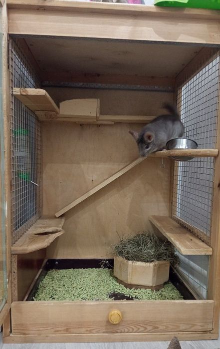 Продаётся шиншилла