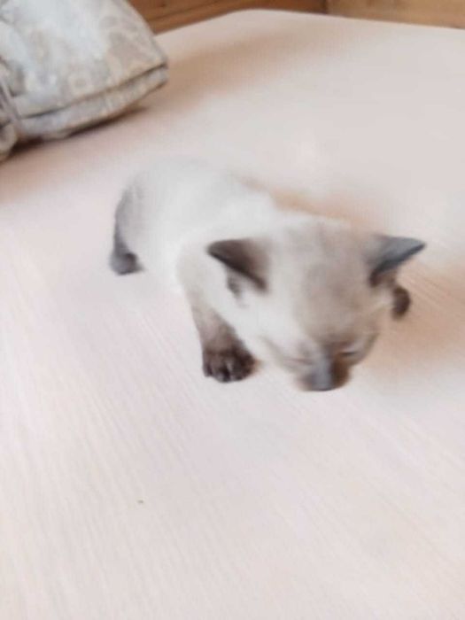 Отдам 3 котёнка в добрые руки
