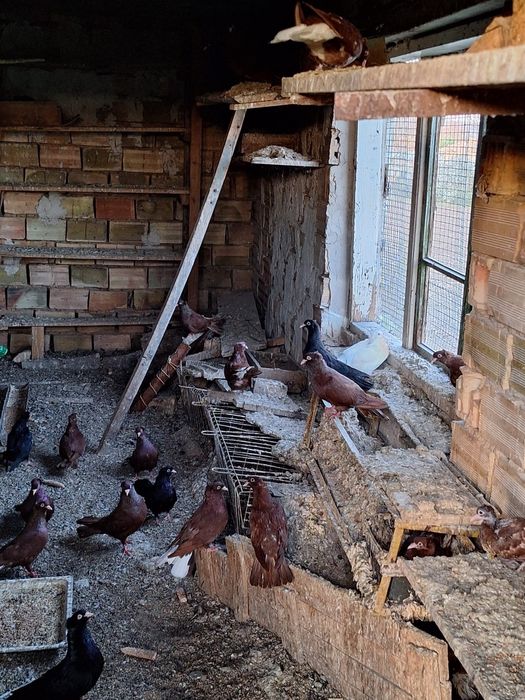 Продават се гълъби