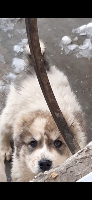 Продам щеков среднеазиадской авчарки