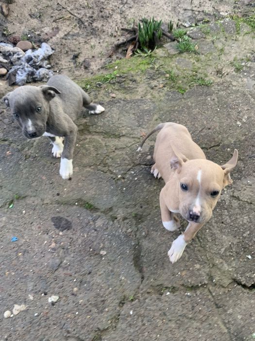 Продаю щенков пит буль мальчик девочка