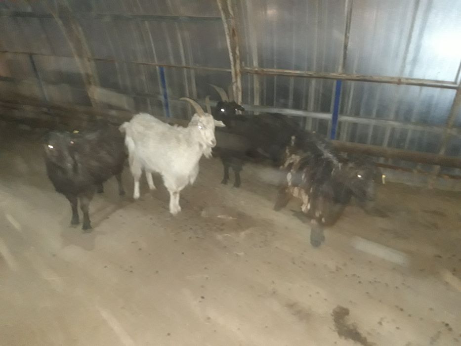 Ешкилер сатылады