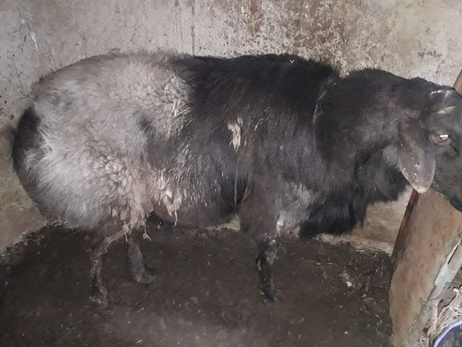 Кой сатылады срочна