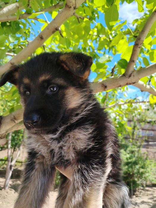 Продам  щенят немецкой овчарки.