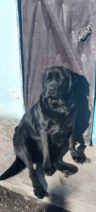 Мальчик Лабрадор ищет девочку для вязки