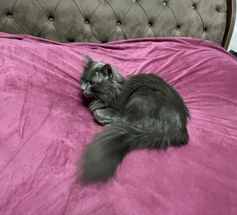 NEBELUNG  mmushug