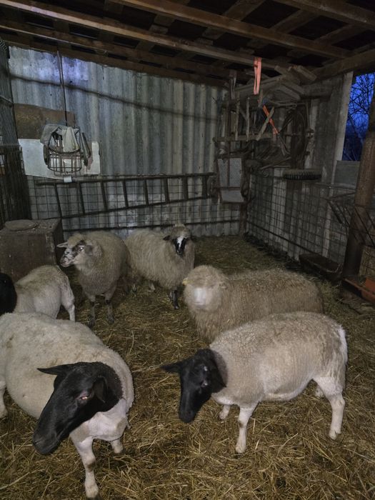 Mielute bune de prasila, tinere si cu potential.