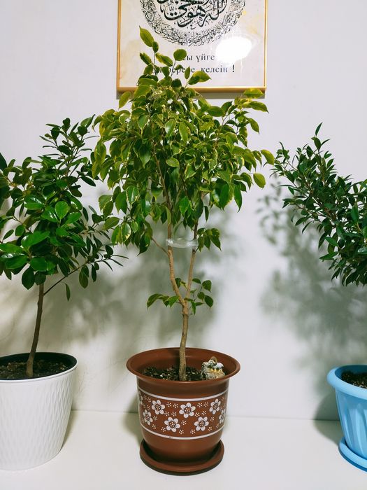 Фикус бенджамин сорт Анастасия