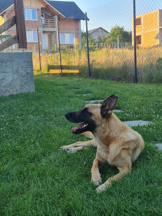 Ciobanesc Belgian Malinois
