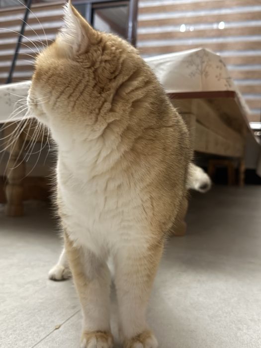 Золотая шиншилла вязка