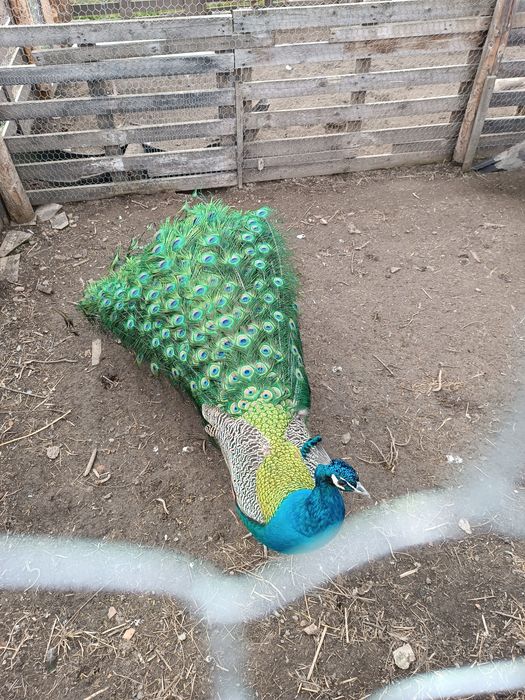 Familie pauni standard