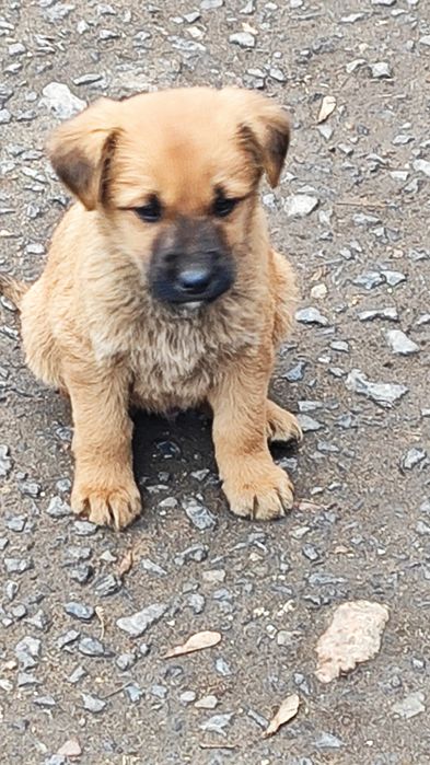 Отдам щенят бесплатно