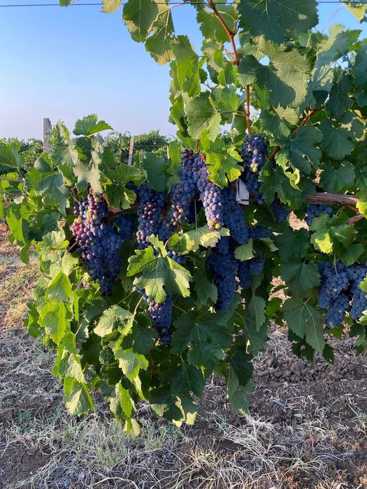 Продавам грозде Мерло,Памид и Брестовица