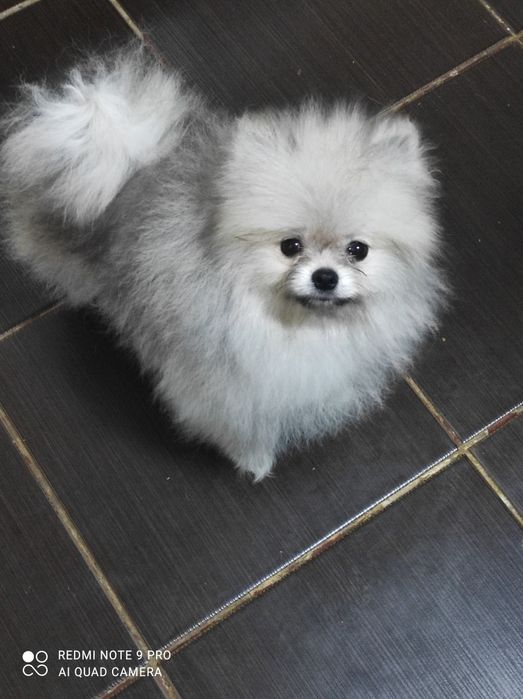 Девочка Помераночка