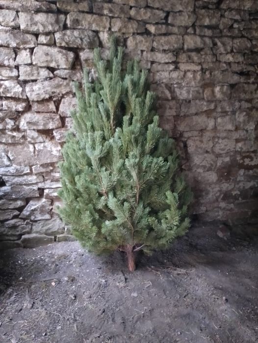 Елка новогодняя!