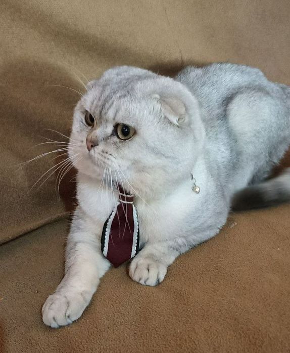 Zolotaya shinshilla fold  qiz 1 yarim oylik