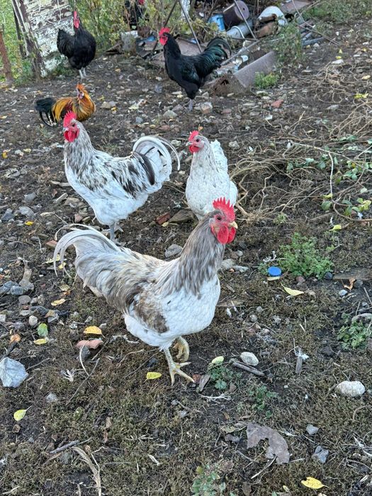 Cocosi Australorp 7 luni